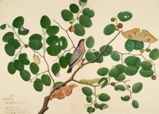 Brahminy Starling with Two Antheraea Moths, Caterpillar, and Cocoon on Indian Jujube Tree by Sheikh Zain al-Din