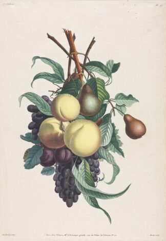 Branches de rousselet, pêche, prune et raisin by Jean Louis Prévost