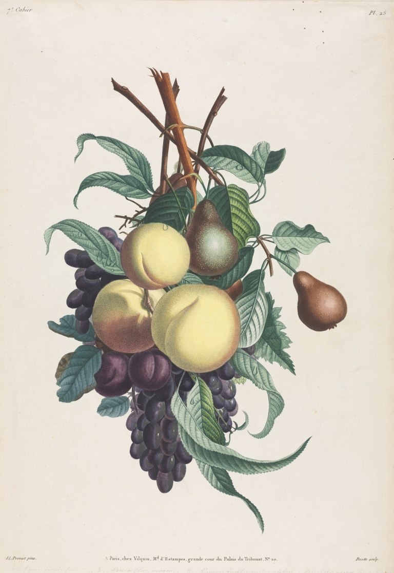 Branches de rousselet, pêche, prune et raisin by Jean Louis Prévost