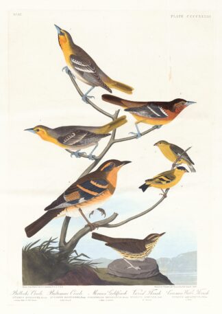 Bullock’s oriole. Baltimore oriole. Mexican goldfinch. Varied thrush. Common water thrush by John James Audubon