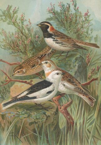 Calcarius lapponicus, Plectrophenax nivalis by Johann Friedrich Naumann