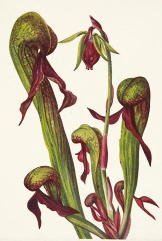 California Pitcherplant. Chrysamphora californica by Mary Vaux Walcott