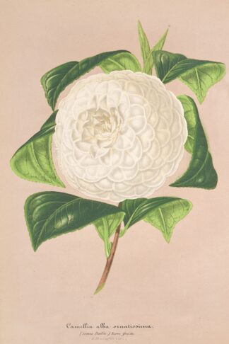 Camellia alba ornatissima by Charles Antoine Lemaire