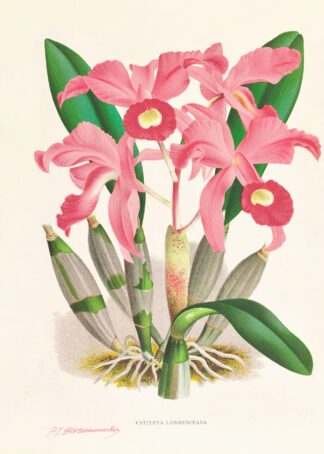 Cattleya Lawrenceana by Jean Jules Linden