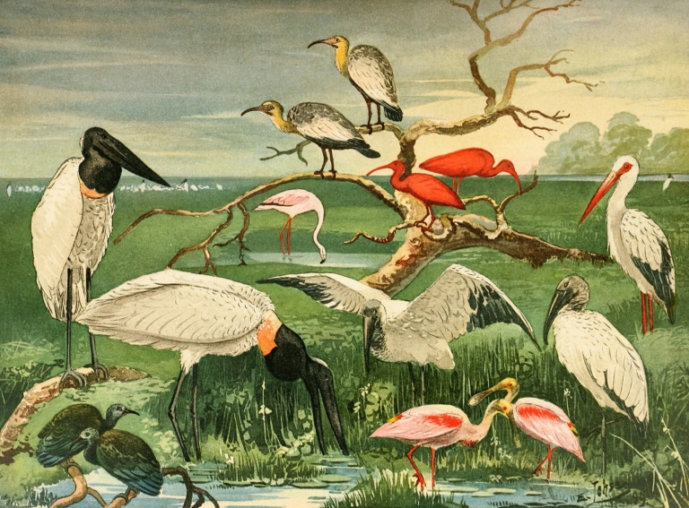 Cegonhas, Guarás, Colhereira by Emil August Göldi