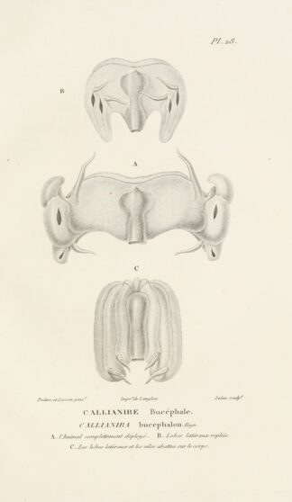 Centurie zoologique Pl.28 by René-Primevère Lesson