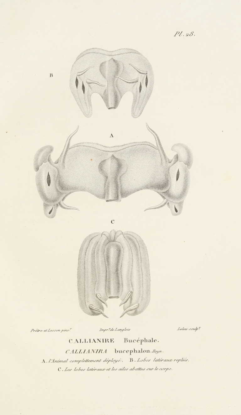 Centurie zoologique Pl.28 by René-Primevère Lesson