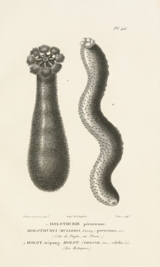 Centurie zoologique Pl.46 by René-Primevère Lesson