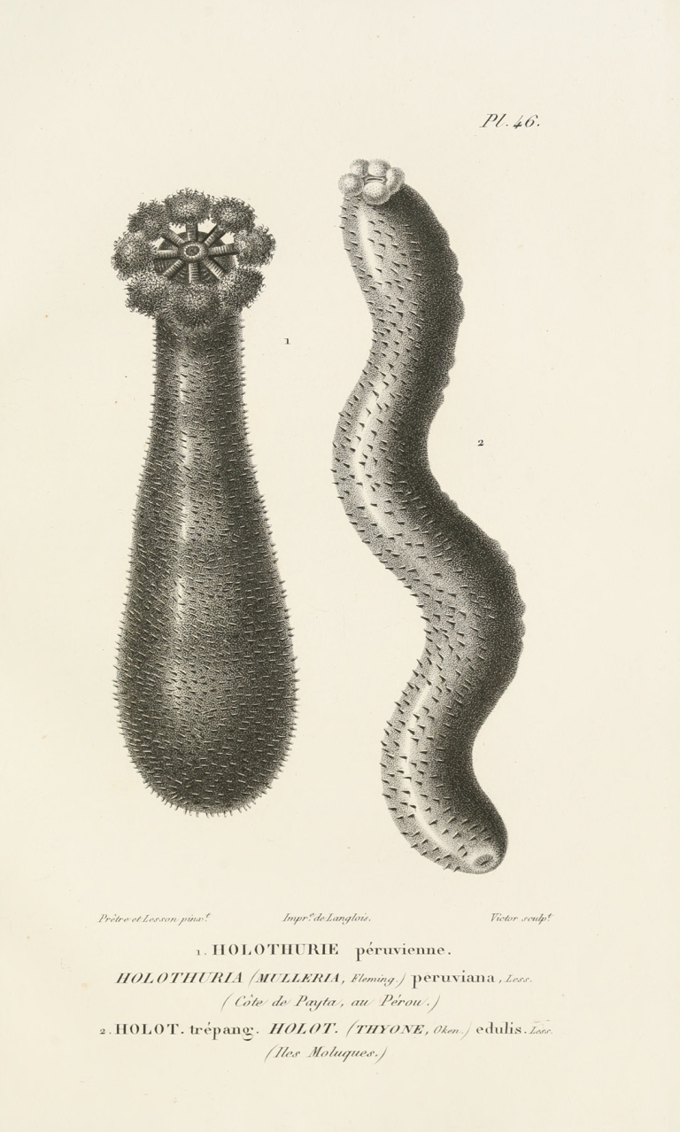 Centurie zoologique Pl.46 by René-Primevère Lesson