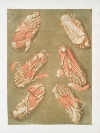 Cette planche représente les muscles situés à la plante du pied by Arnauld Gautier d'Agoty