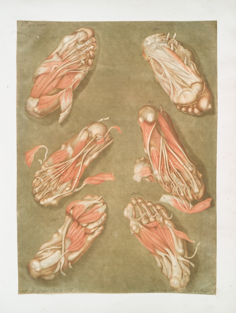 Cette planche représente les muscles situés à la plante du pied by Arnauld Gautier d'Agoty