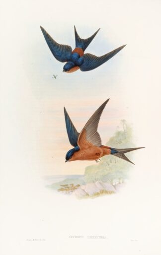 Ceylonese Mosque-Swallow by John Gould