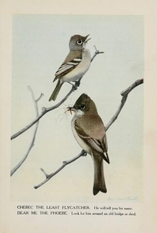 Chebec the Least Flycatcher, Dear Me the Phoebe by Louis Agassiz Fuertes