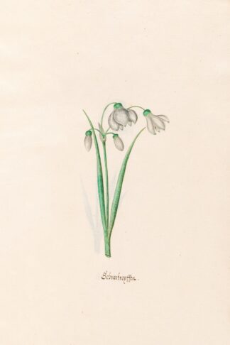 chneefroyffenn. [Schneeflocken] by Magdelena Rosina Funck