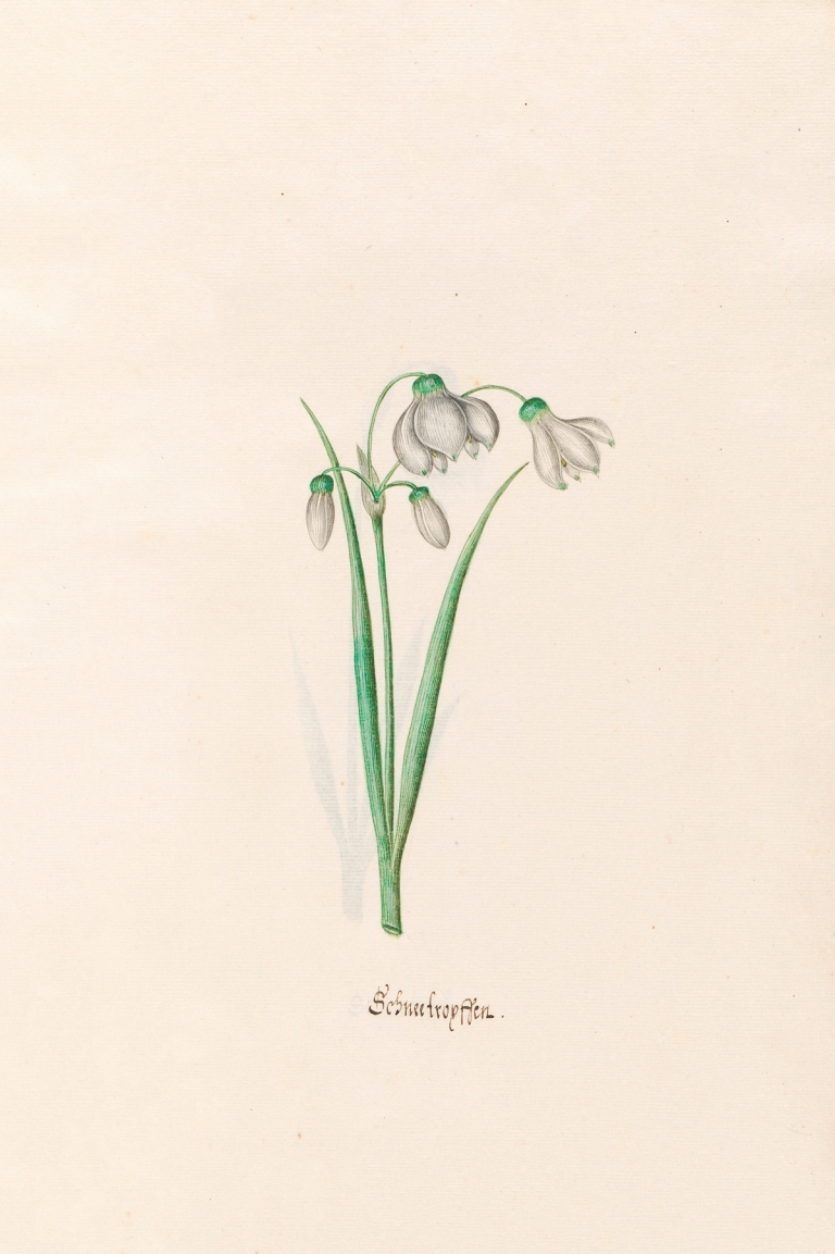 chneefroyffenn. [Schneeflocken] by Magdelena Rosina Funck