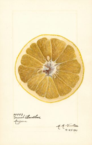 Citrus paradisi: Marsh Seedless by Amanda Almira Newton