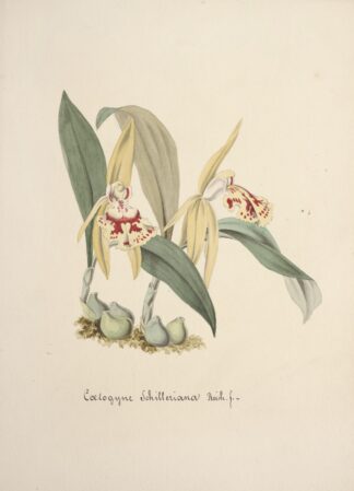 Collection d’orchidées Pl.69 by Anonymous