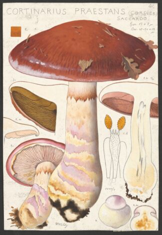 Cortinarius praestans by Hans Walty