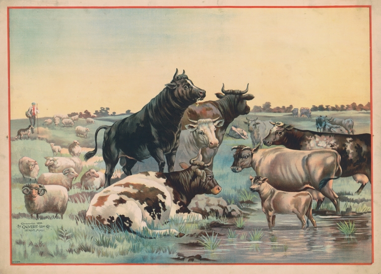 Cows and sheep in a pasture, with six cows looking out at the viewer by Calvert Litho. Co
