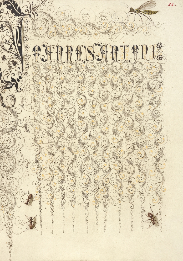Crane Fly and Ants by Joris Hoefnagel