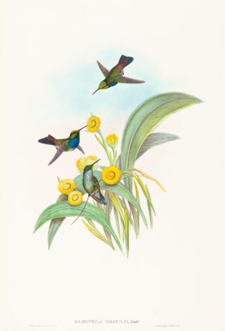 Damophila amabilis by John Gould