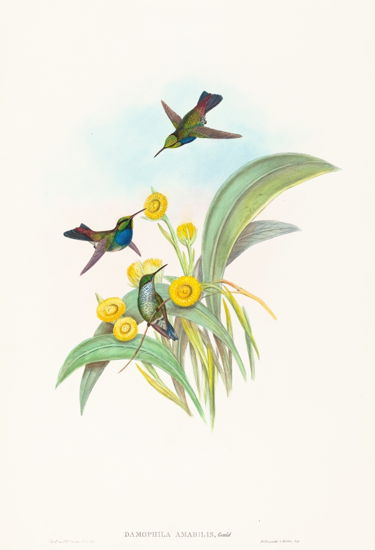 Damophila amabilis by John Gould