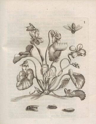 Der Raupen wunderbare Verwandelung und sonderbare Blumen-Nahrung Pl.052 by Maria Sibylla Merian