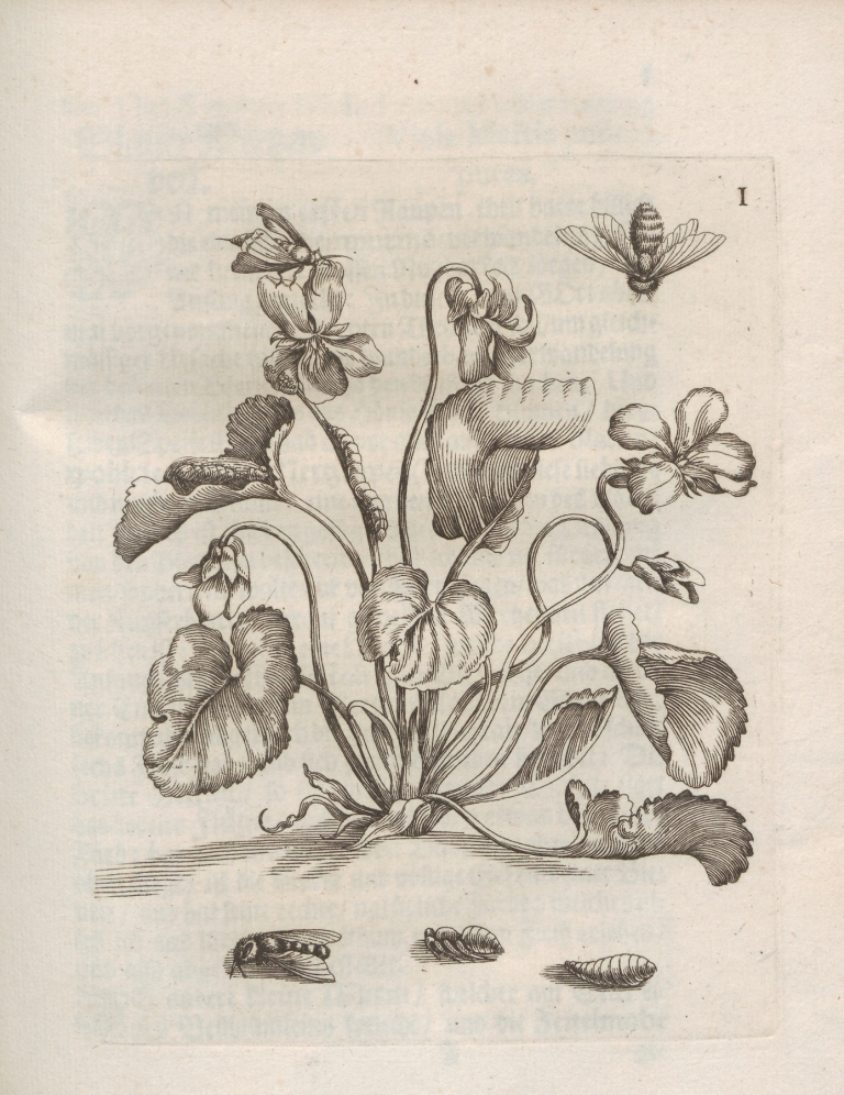 Der Raupen wunderbare Verwandelung und sonderbare Blumen-Nahrung Pl.052 by Maria Sibylla Merian