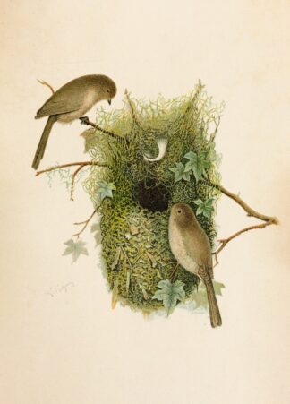 Die Nordamerikanische Vogelwelt pl09 by Robert Ridgway