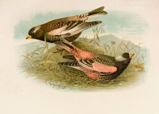 Die Nordamerikanische Vogelwelt pl23 by Robert Ridgway