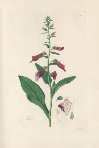 Digitalium monographia Pl.04 by John Lindley
