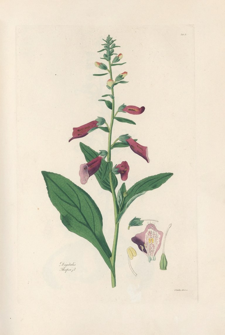 Digitalium monographia Pl.04 by John Lindley