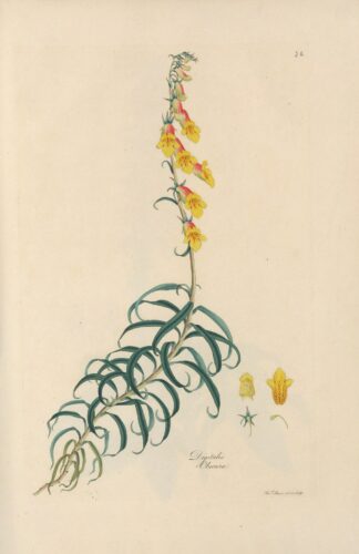 Digitalium monographia Pl.26 by John Lindley
