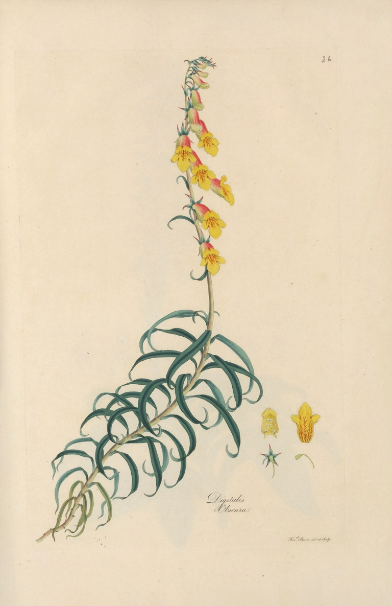 Digitalium monographia Pl.26 by John Lindley