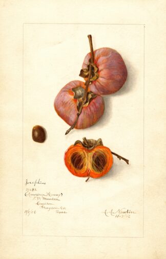 Diospyros: Josephine by Amanda Almira Newton