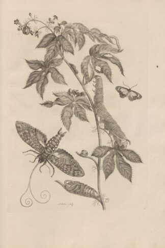 Dissertatio de generatione et metamorphosibus insectorum surinamensium Pl.38 by Maria Sibylla Merian