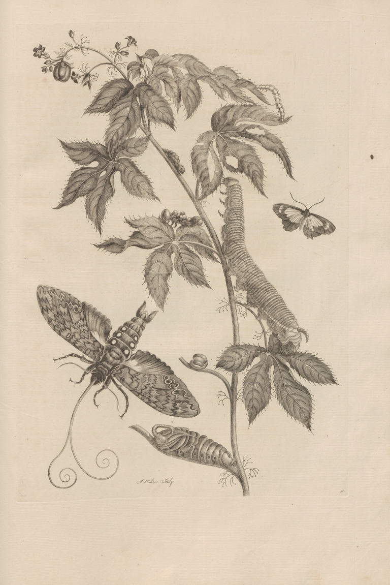 Dissertatio de generatione et metamorphosibus insectorum surinamensium Pl.38 by Maria Sibylla Merian