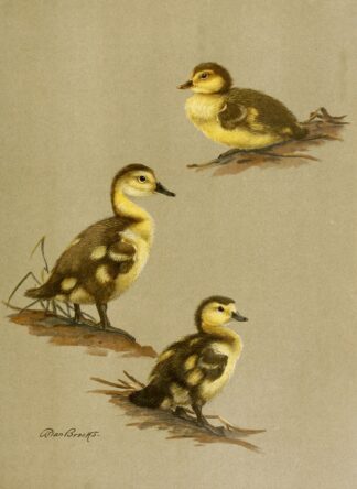 Downy Young Of Red-Head, Canvas-Back, Ring-Necked Duck by Allan Brooks