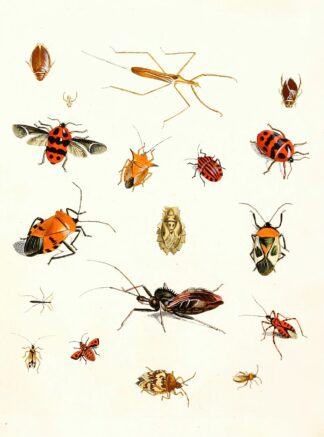 Dr. Sulzer’s Short History of Insects, Pl. 10 by Johann Heinrich Sulzer