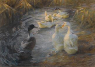 Ducks among reeds in a pond by Alexander Koester
