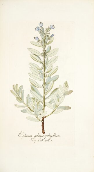 Echium glaucophyllum by Nikolaus Joseph Freiherr von Jacquin