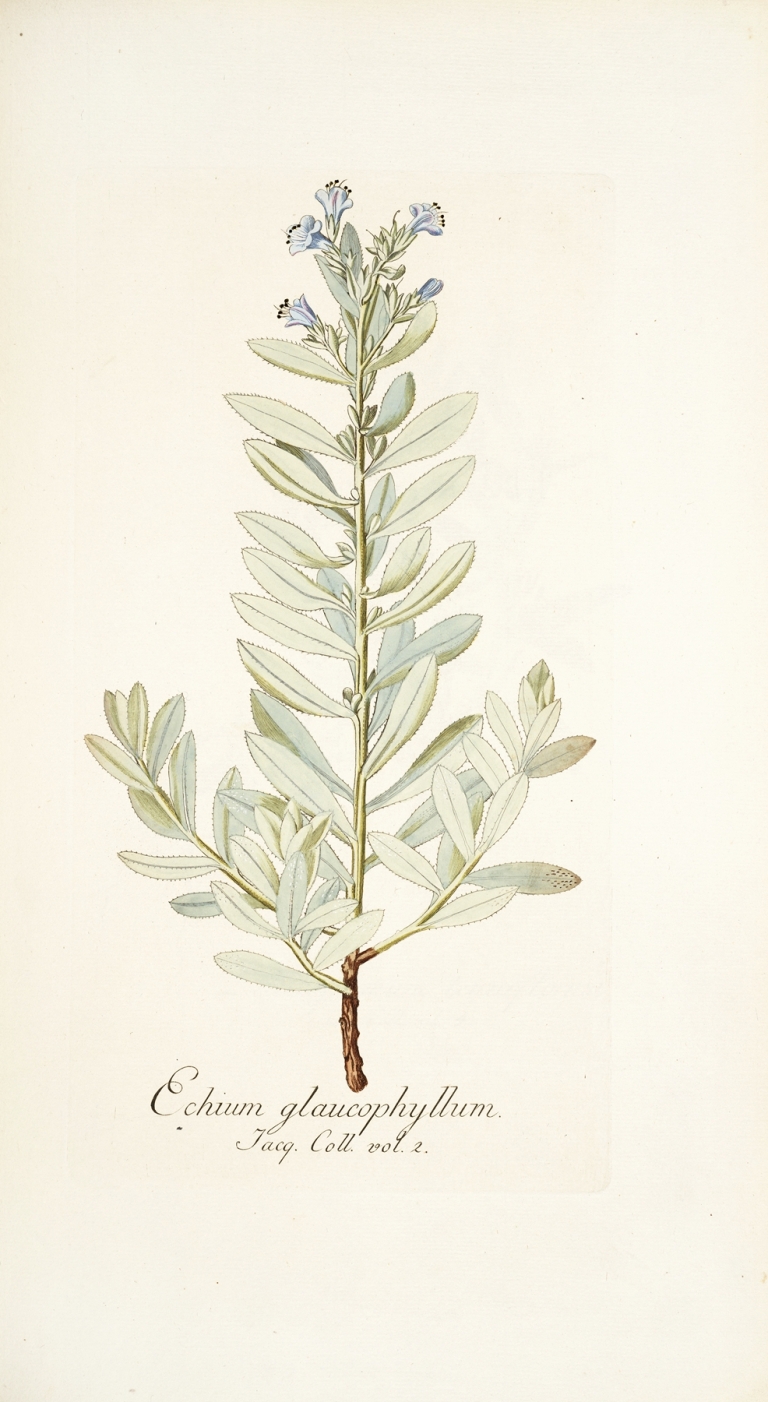 Echium glaucophyllum by Nikolaus Joseph Freiherr von Jacquin
