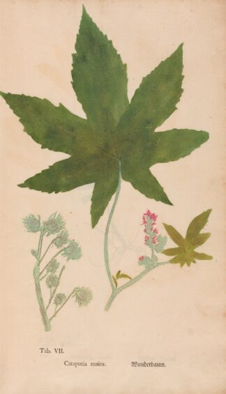 Ectypa vegetabilium Pl.007 by Christian Gottlieb Ludwig