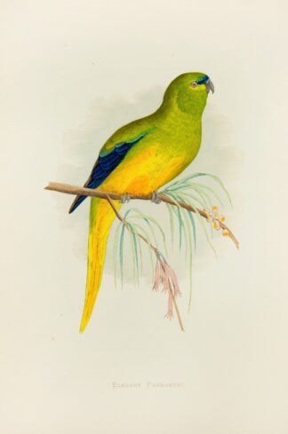 Elegant Parrakeet by Alexander Francis Lydon