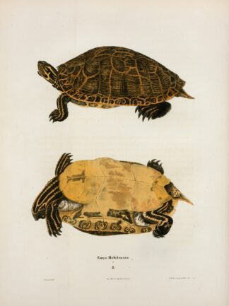 Emys Muhlenbergii. by John Edwards Holbrook