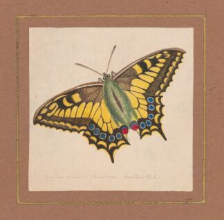 Equites Achivi Machaon Swallowtail by William Wood Thackara