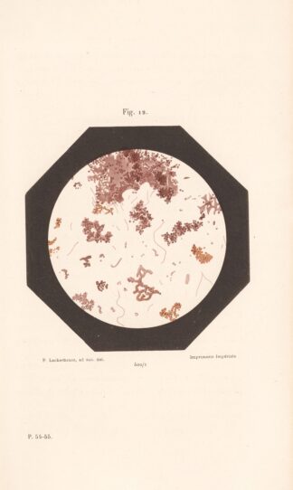 Études Sur Le Vin Pl.07 by Louis Pasteur