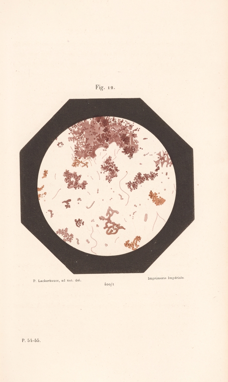 Études Sur Le Vin Pl.07 by Louis Pasteur