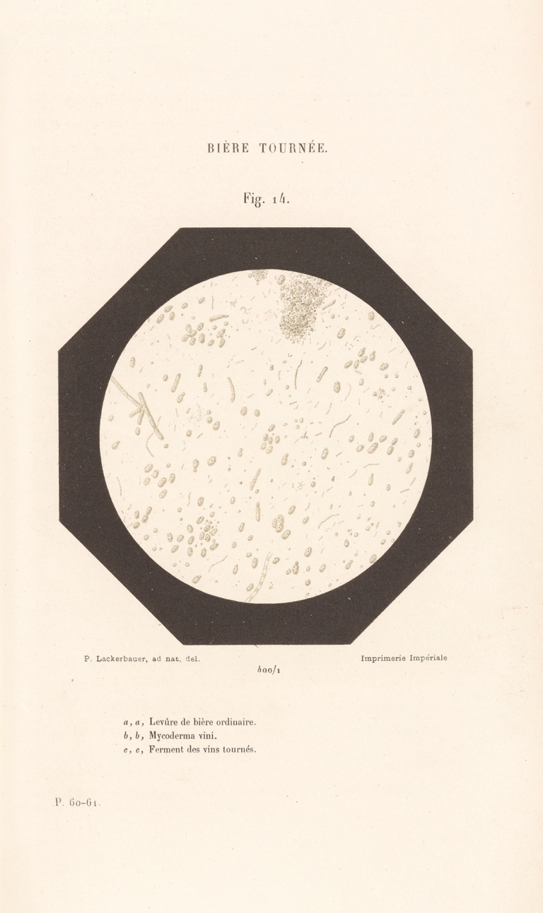 Études Sur Le Vin Pl.09 by Louis Pasteur