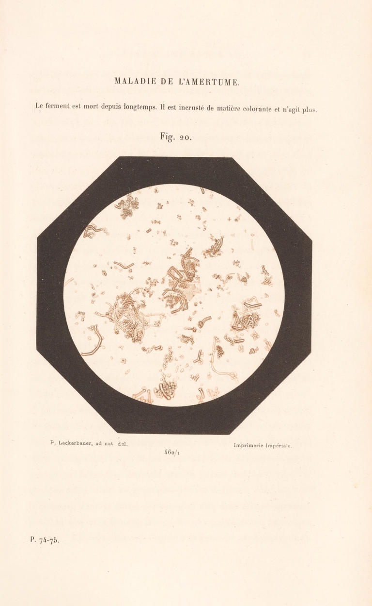 Études Sur Le Vin Pl.15 by Louis Pasteur